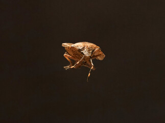 Käfer, Insekt, Natur, Schädling, Makro - obrazy, fototapety, plakaty