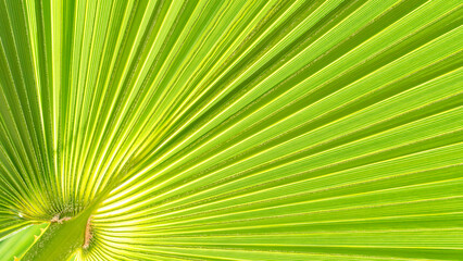 Obraz premium Close up of Palm leaf. Green palm tree leaf close up background