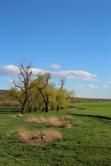 A field with trees and grass