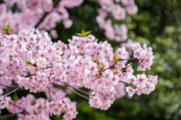 春の日差しを浴びて咲く満開の桜