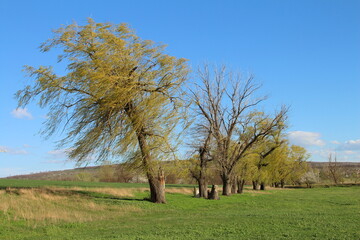 A group of trees in a field