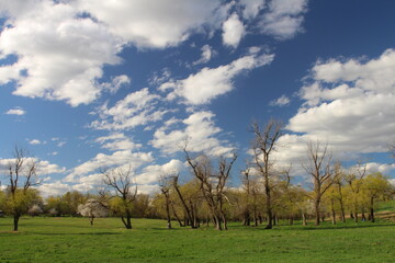Obraz premium A grassy field with trees and blue sky with clouds