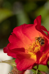 A honeybee harvesting on a red and yellow rose in full bloom