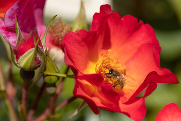 A honeybee harvesting on a red and yellow rose in full bloom