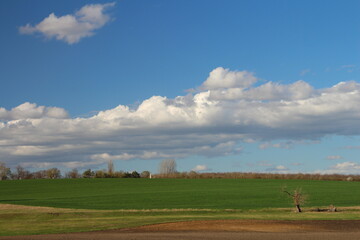 A field with a tree and blue sky