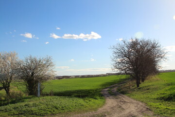 A path with grass and trees on it