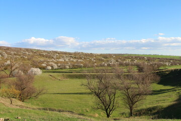 A landscape with trees and hills