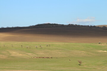 A grassy field with sheep