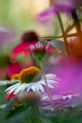 A white coneflower (Echinacea) in full bloom with others in blurred foreground and background