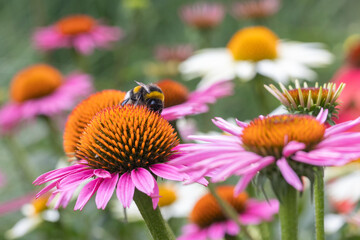 A bumblebee harvesting pollen on a coneflower (Echinacea) with pink petals in full bloom
