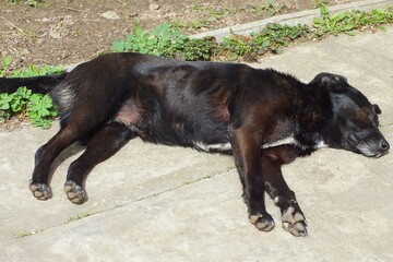 one black yard domestic dog with short hair, tired with drooping ears, lies on a concrete gray road...