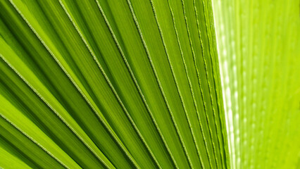 Close up of Palm leaf. Green palm tree leaf close up background