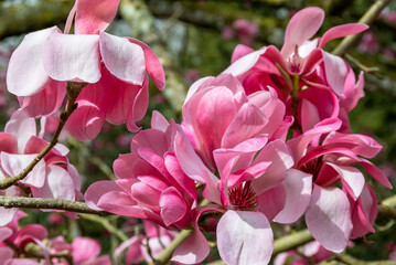 A multitude of magnolia flowers in a woodland setting