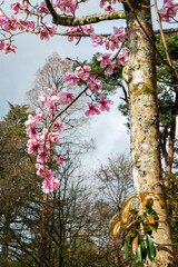 A branch of beautiful magnolia flowers 