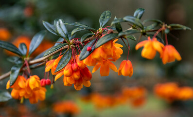 Vibrant orange flowers of the berberis bush