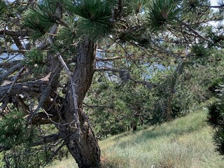 Fototapeta premium tree in the forest