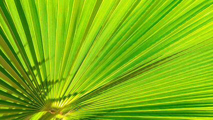 Close up of Palm leaf. Green palm tree leaf close up background