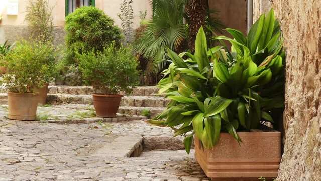 Aspidistra elatior, cast-iron-plant or bar-room plant, also known in Japanese as haran or baran is flowering plant in family Asparagaceae, native to Japan and Taiwan.