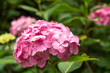 ピンクの紫陽花満開