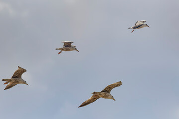 Seagulls in flight - 774177410