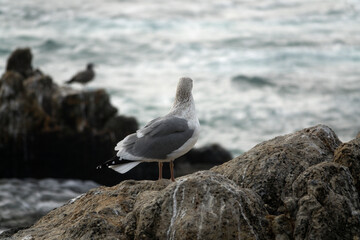 View of a seagull standing at the seaside