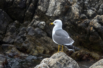 View of a seagull standing at the seaside