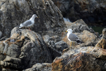 View of the seagulls standing on the rock at the seaside