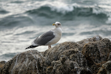 View of a seagull standing at the seaside