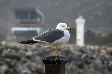 View of a seagull standing at the seaside