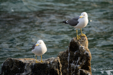 View of the seagulls standing on the rock at the seaside