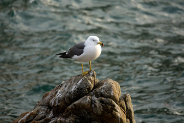 View of a seagull standing at the seaside