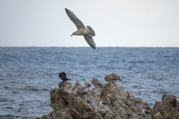 View of the seagulls flying and standing at the seaside