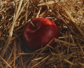Czerwone jabłko na słomie - obrazy, fototapety, plakaty
