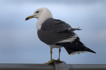 View of a seagull standing at the seaside