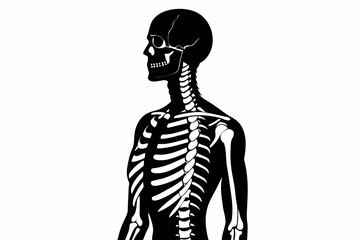 Fototapeta na wymiar central nervous system on the human skeleton silhouette vector illustration