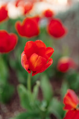 Flowers close up. Spring and summer background. Tulips on a green bokeh background. Red tulip close up. Bright red flower close-up. 