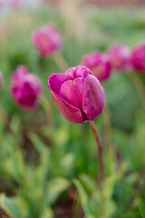 Flowers close up. Spring and summer background. Tulips on a green bokeh background. Purple tulip close up. Pink flower close-up. 