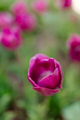 Flowers close up. Spring and summer background. Tulips on a green bokeh background. Purple tulip close up. Pink flower close-up. 