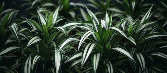 A detailed view of a collection of vibrant green and white plants with varying textures and patterns