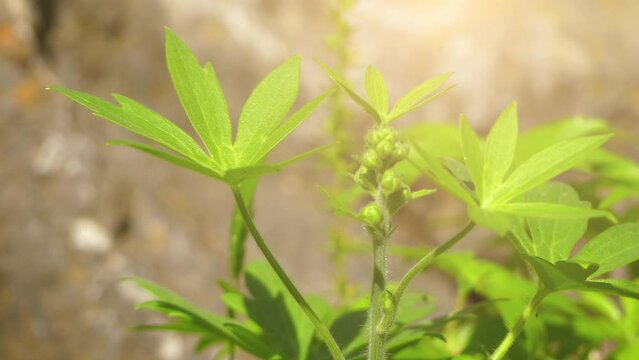 Staphisagria macrosperma, formerly known as Delphinium staphisagria, is Staphisagria of family Ranunculaceae. It used to belong to subgenus or section Staphisagria of genus Delphinium