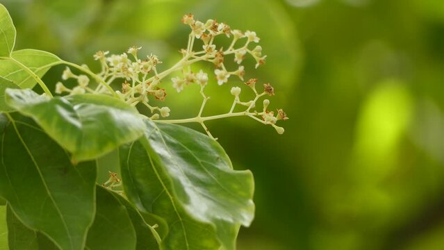Cinnamomum camphora (commonly known as camphor tree, camphorwood or camphor laurel) is a large evergreen tree that grows up to 20&ndash;30 m tall.