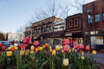 Beautiful streets in old American small town on sunny spring day. Landscaping design with colorful tulips in small city. The day before Easter in Hendersonville, North Carolina, USA - 30 March 2024 - obrazy, fototapety, plakaty