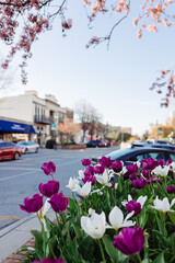 Beautiful streets in old American small town on sunny spring day. Beautiful landscaping design in...
