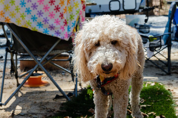 Dog at a campground standing on dog pee turf grass