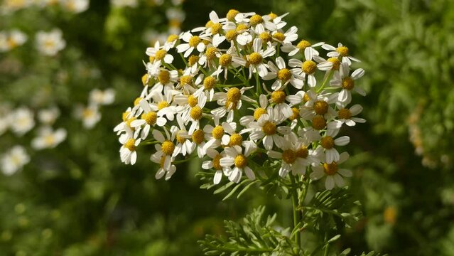 Tanacetum Ferulaceum of flowering plants in the aster family, Asteraceae.