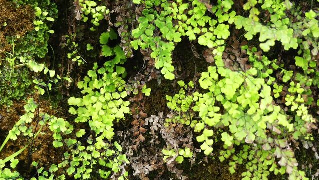 Adiantum capillus-veneris, Southern maidenhair fern, black maidenhair fern, maidenhair fern, and venus hair fern, is species of ferns in genus Adiantum and family Pteridaceae.