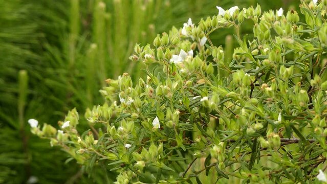 Helianthemum caput-felis. Helianthemum known as rock rose, sunrose, rushrose, or frostweed, is a genus of about 110 species of flowering plants in the family Cistaceae.