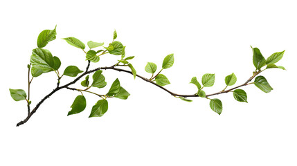 Photo of A branch with green leaves on white background