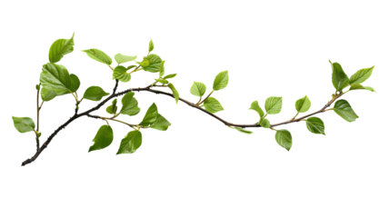 Photo of A branch with green leaves on white background