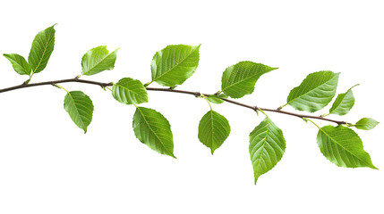 Fototapeta na wymiar Photo of A branch with green leaves on white background, stock photo for commercial use, high resolution